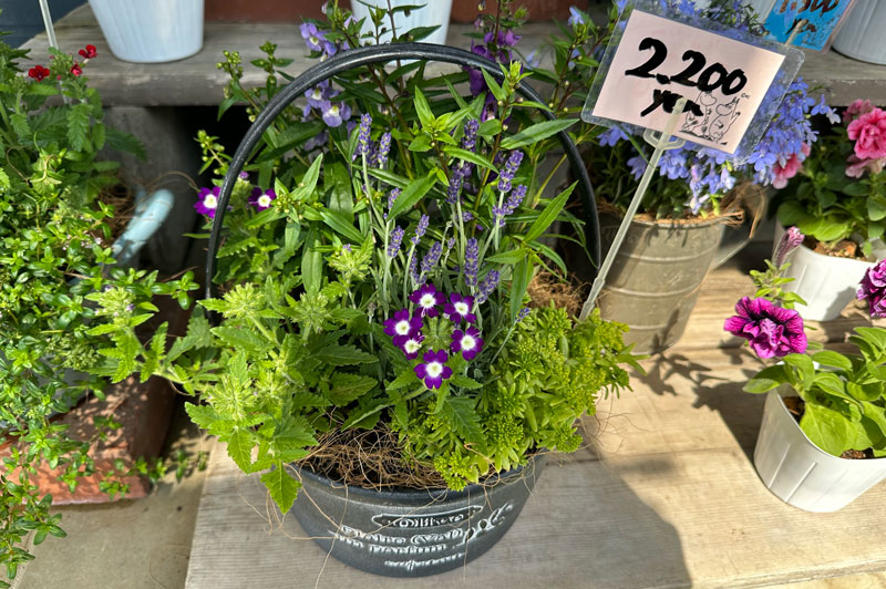 寄せ植え