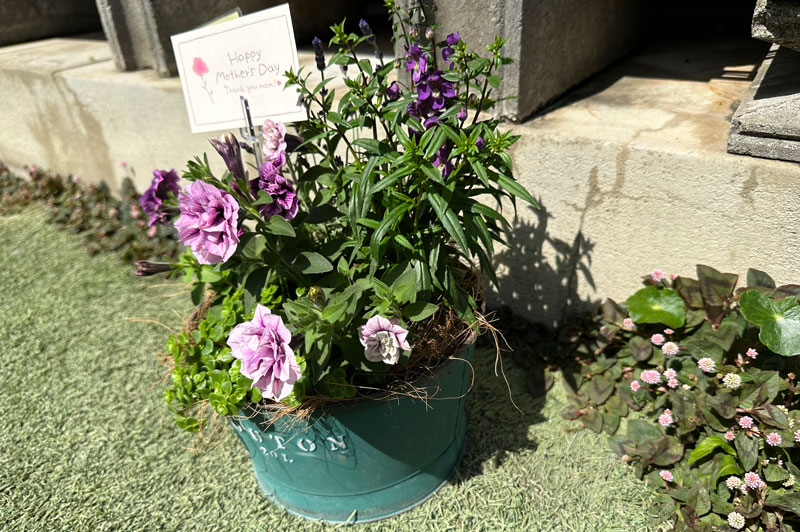 寄せ植え