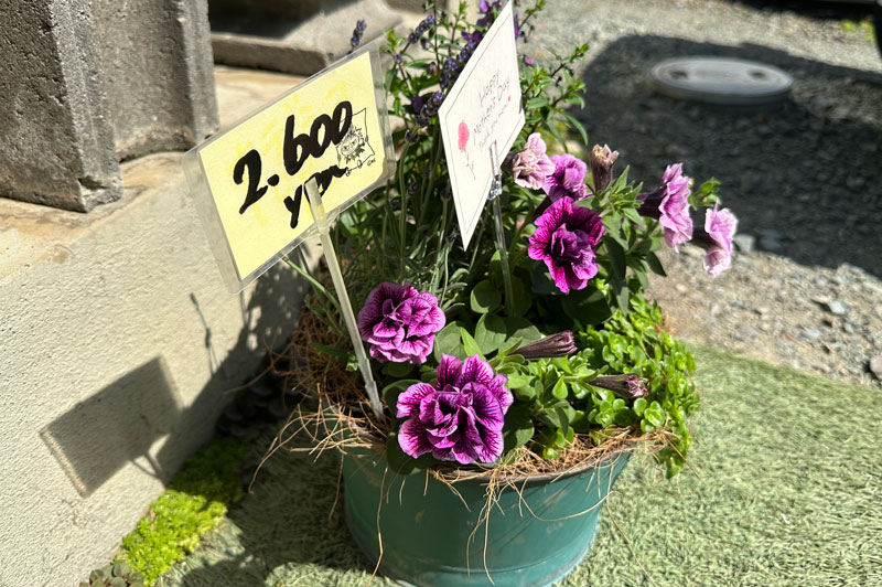 寄せ植え