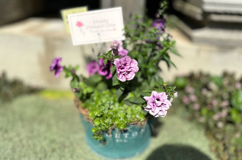寄せ植え