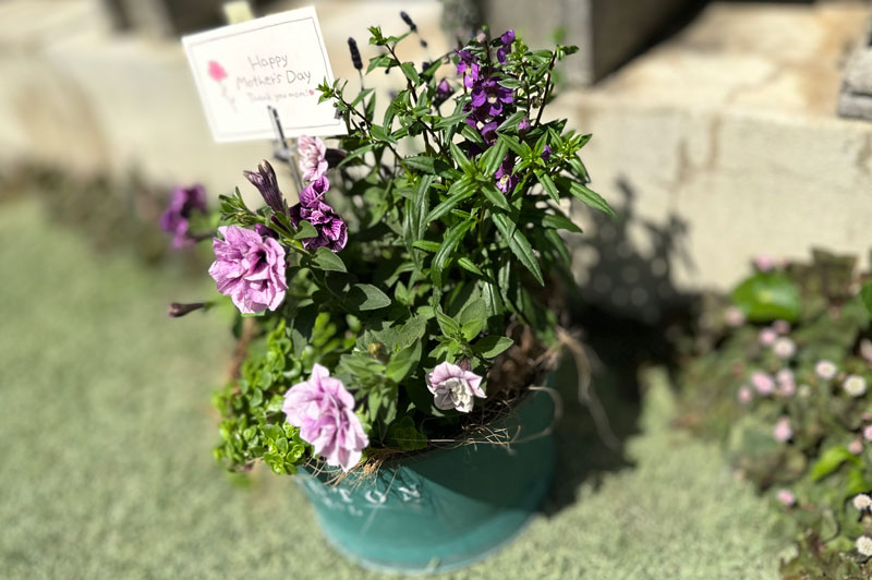 寄せ植え