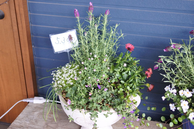 寄せ植え