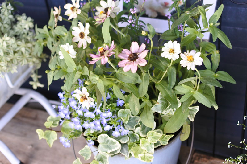 季節の寄せ植えお作りします。