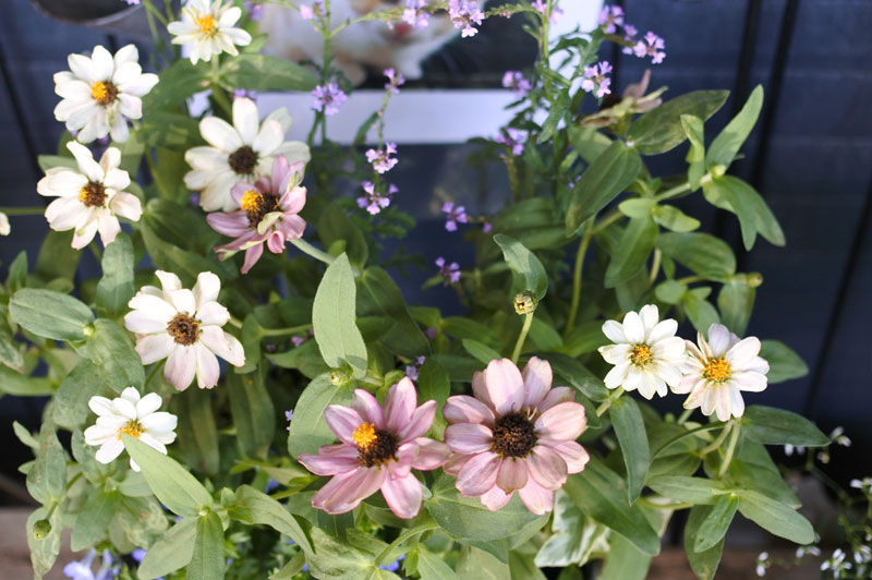 季節の寄せ植えお作りします。