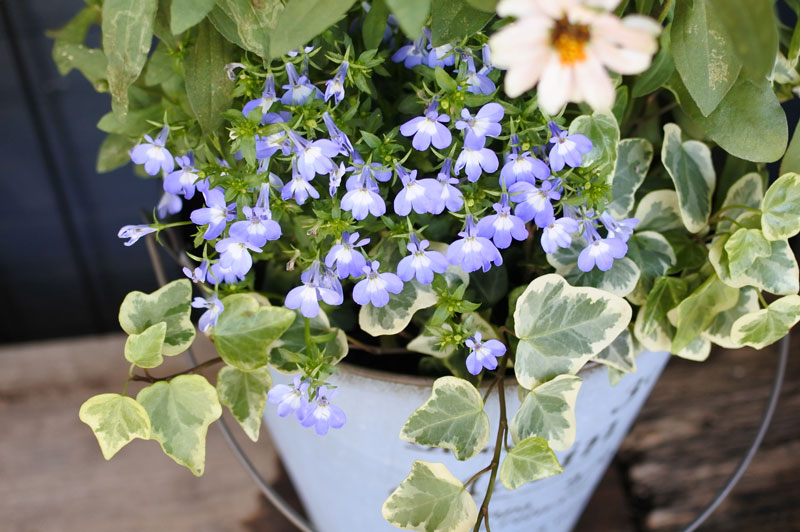 季節の寄せ植えお作りします。