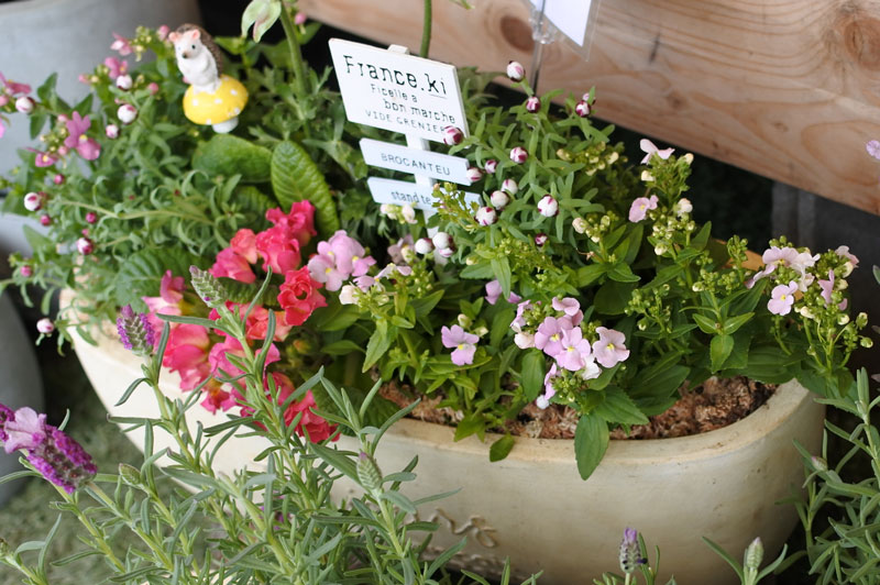 寄せ植え