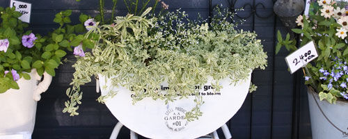 寄せ植え