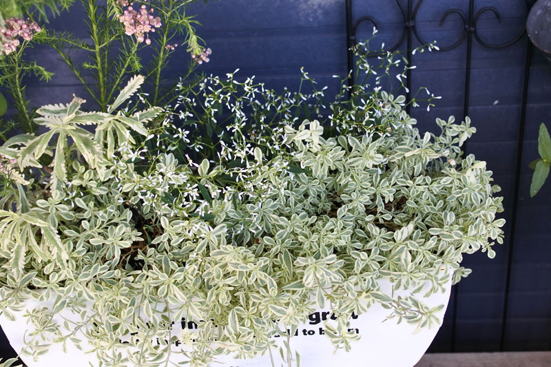 寄せ植え