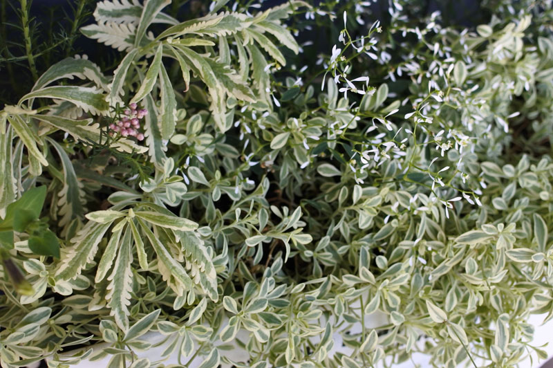 寄せ植え