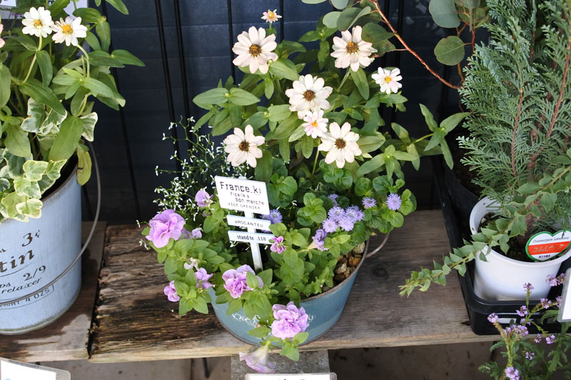 寄せ植え
