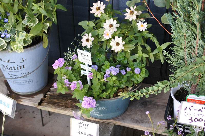 寄せ植え