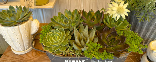 寄せ植え