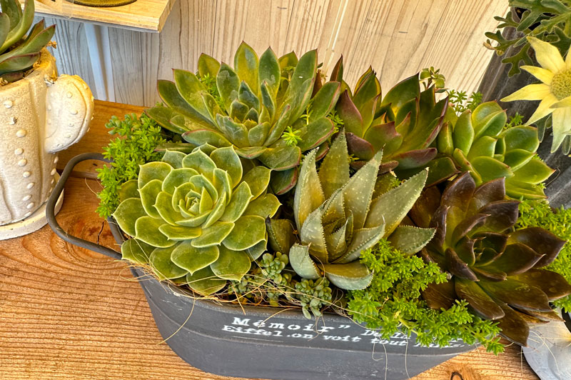 寄せ植え