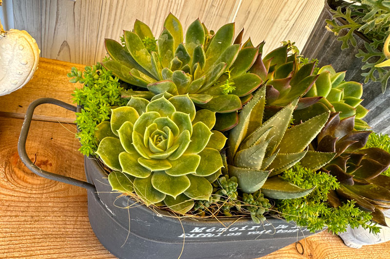 寄せ植え