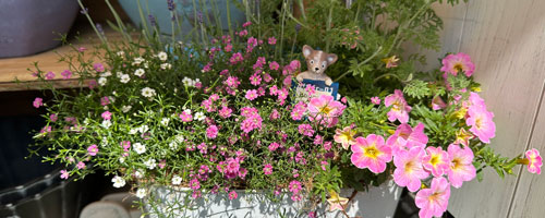 寄せ植え