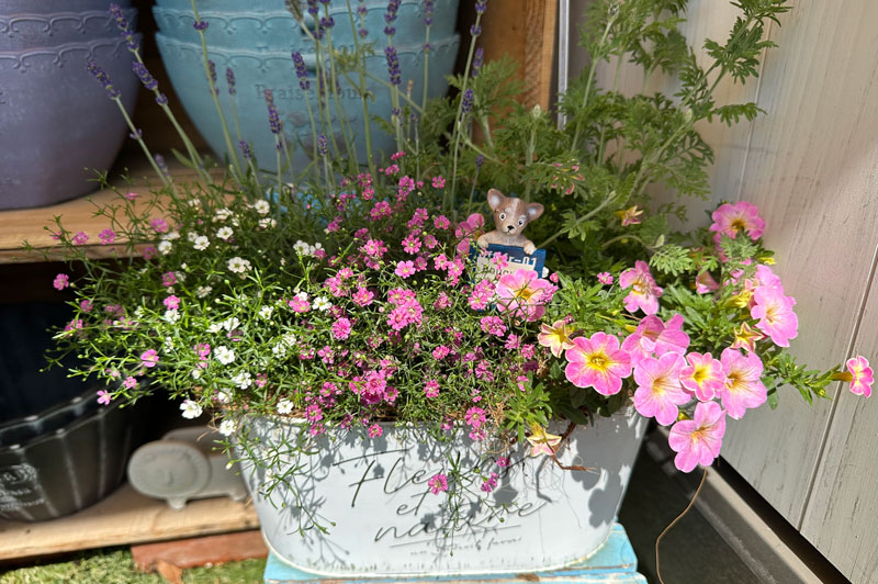寄せ植え