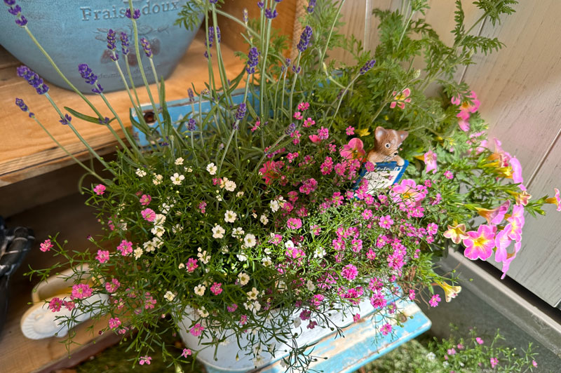 寄せ植え