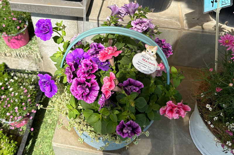 寄せ植え