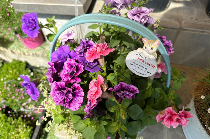 寄せ植え