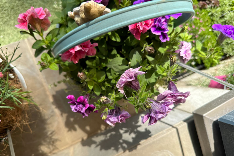 寄せ植え
